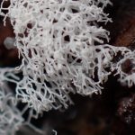 ナミウチツノホコリ の高画質写真です。横浜市で、2025年8月13日に撮影したものです。