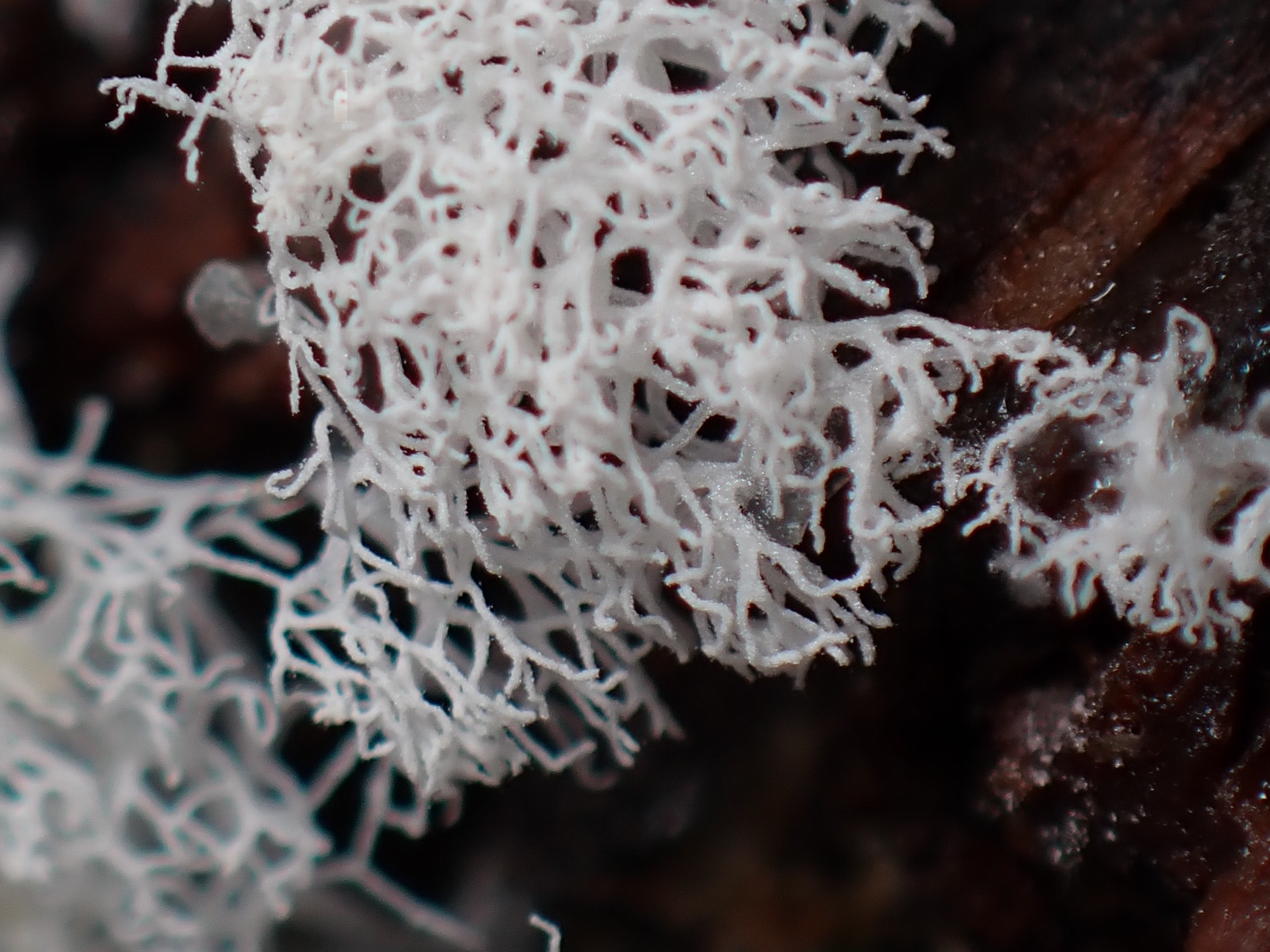 ナミウチツノホコリ の高画質写真です。横浜市で、2025年8月13日に撮影したものです。