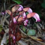 ナンバンギセル の高画質写真です。横浜市で、2025年8月25日に撮影したものです。