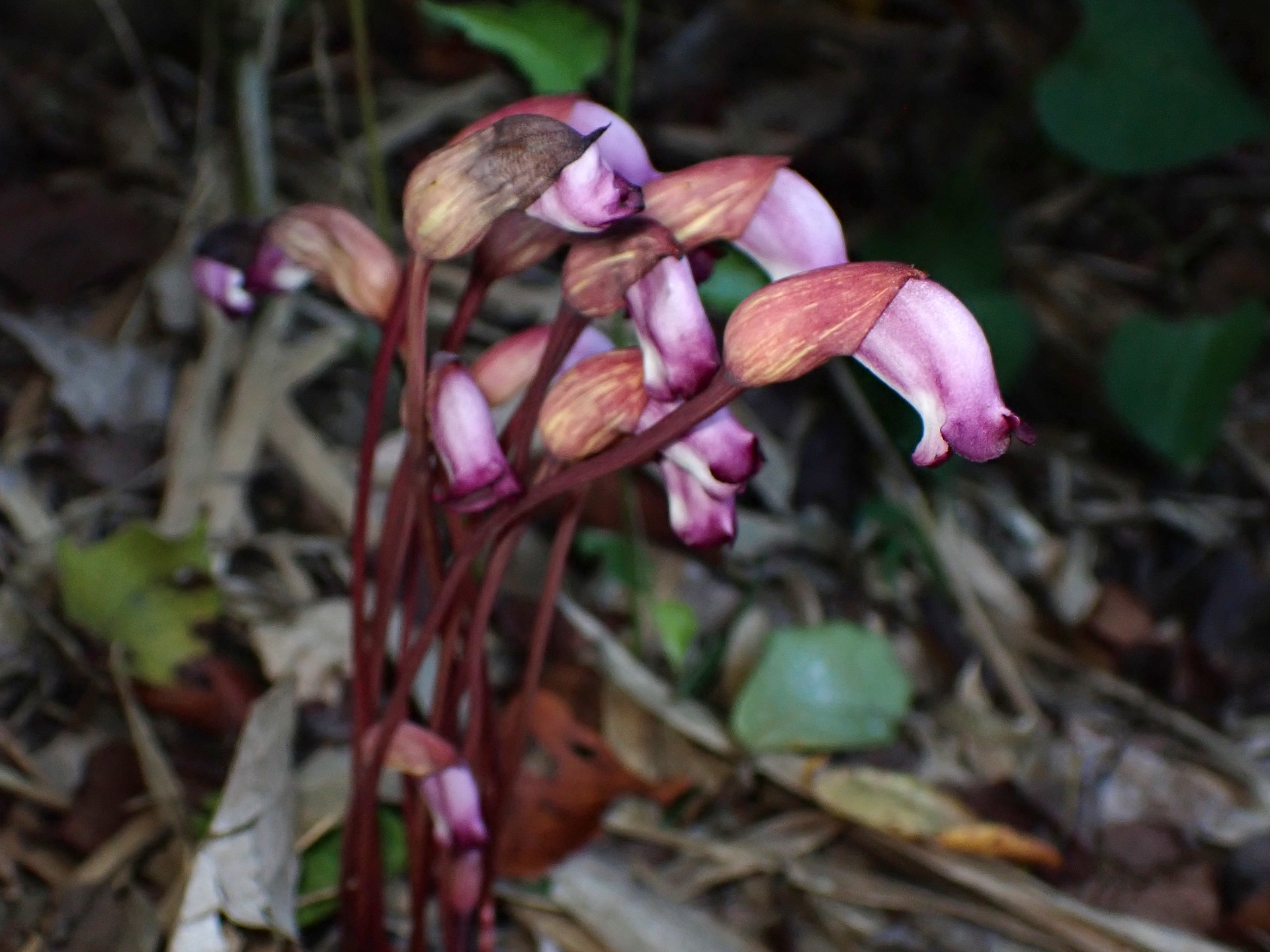 ナンバンギセル の高画質写真です。横浜市で、2025年8月25日に撮影したものです。
