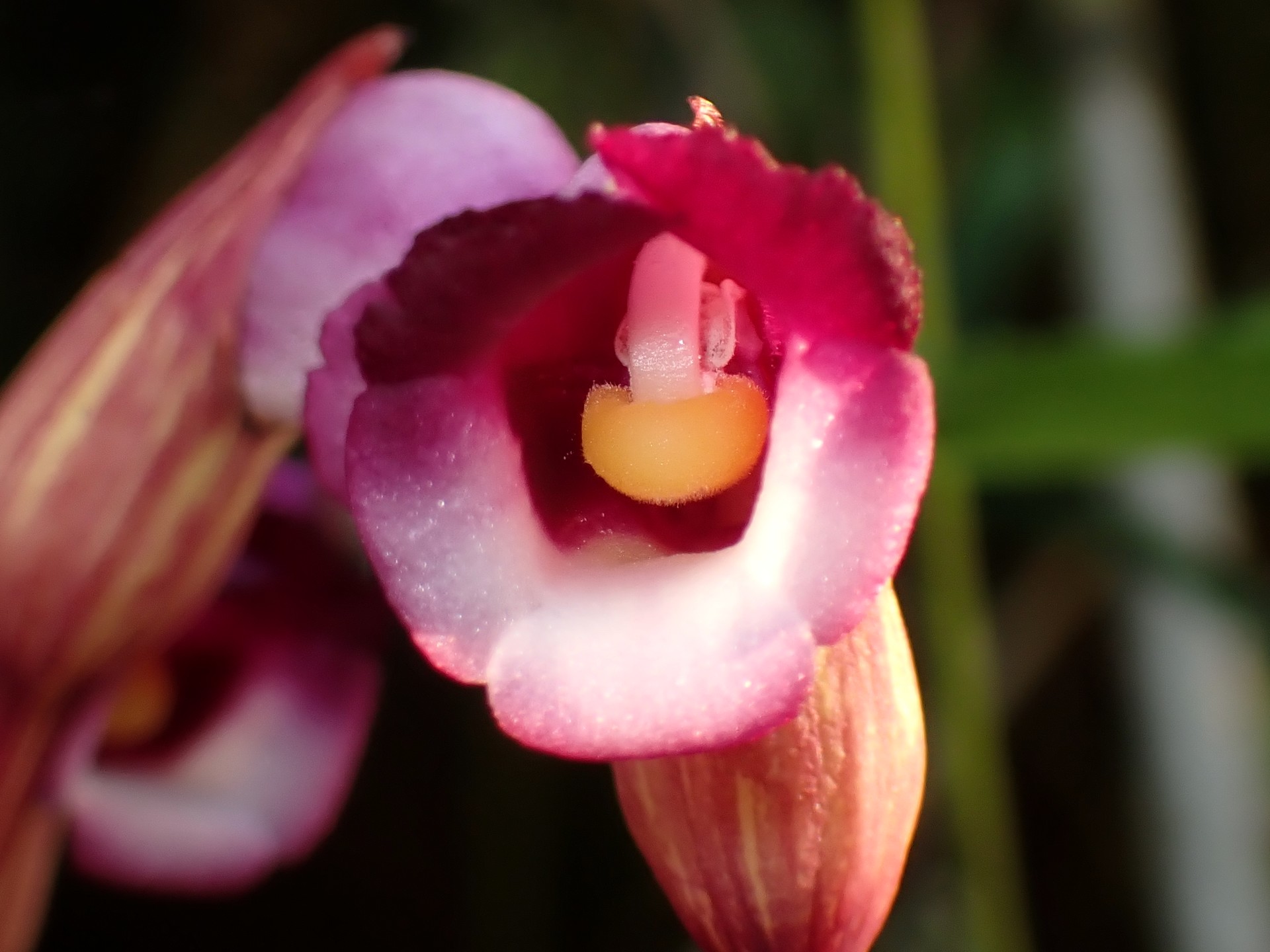 ナンバンギセル の高画質写真です。横浜市で、2025年8月25日に撮影したものです。