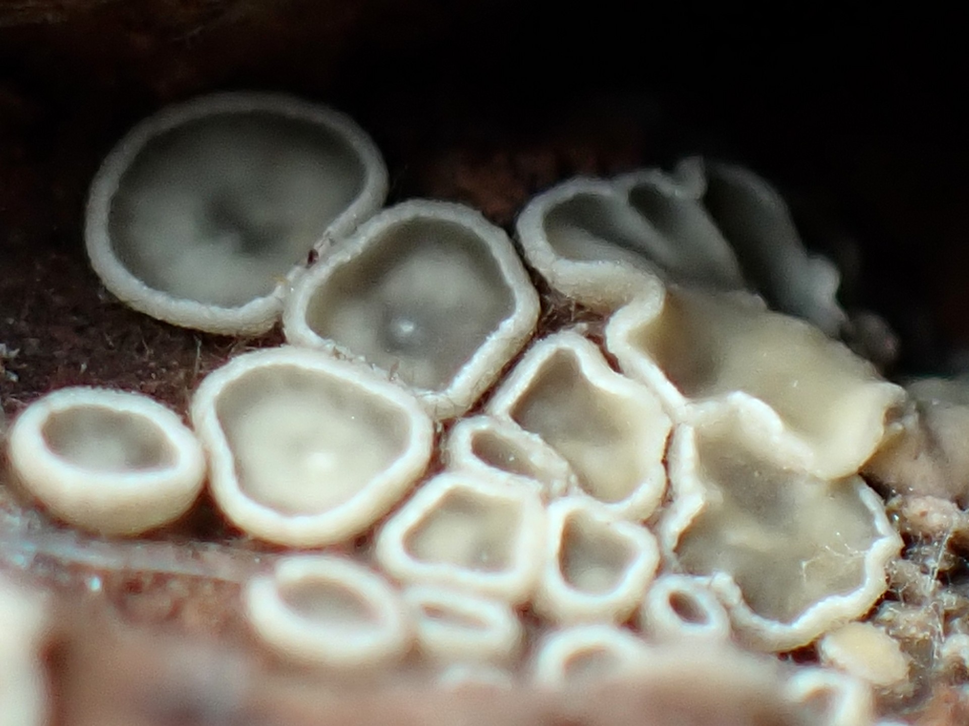 ニセヒナノチャワンタケ属 の高画質写真です。横浜市で、2025年8月28日に撮影したものです。