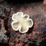 ニセヒナノチャワンタケ属 の高画質写真です。横浜市で、2025年8月28日に撮影したものです。