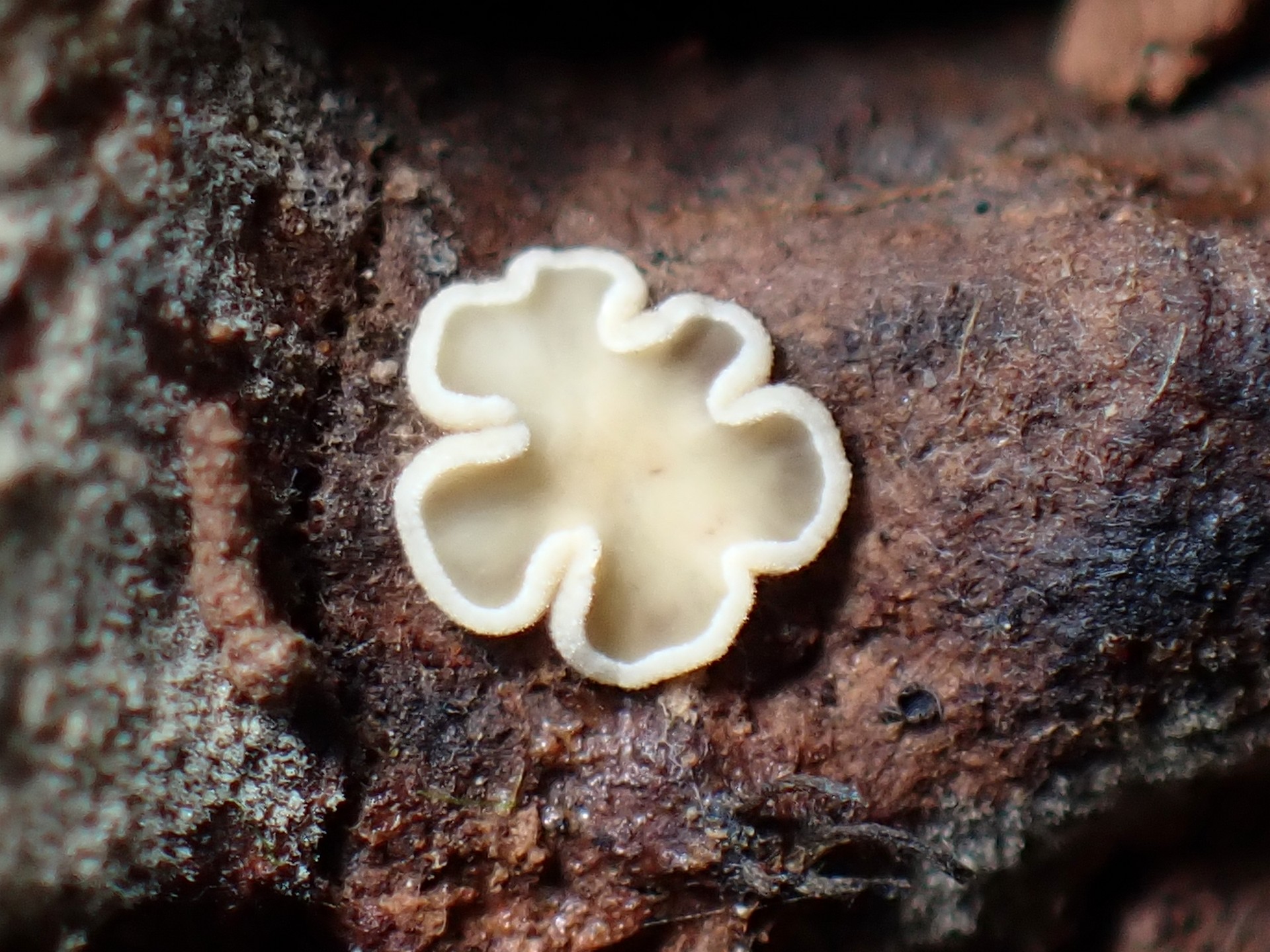 ニセヒナノチャワンタケ属 の高画質写真です。横浜市で、2025年8月28日に撮影したものです。