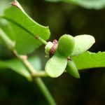 ニシキギ の高画質写真です。横浜市で、2025年8月13日に撮影したものです。