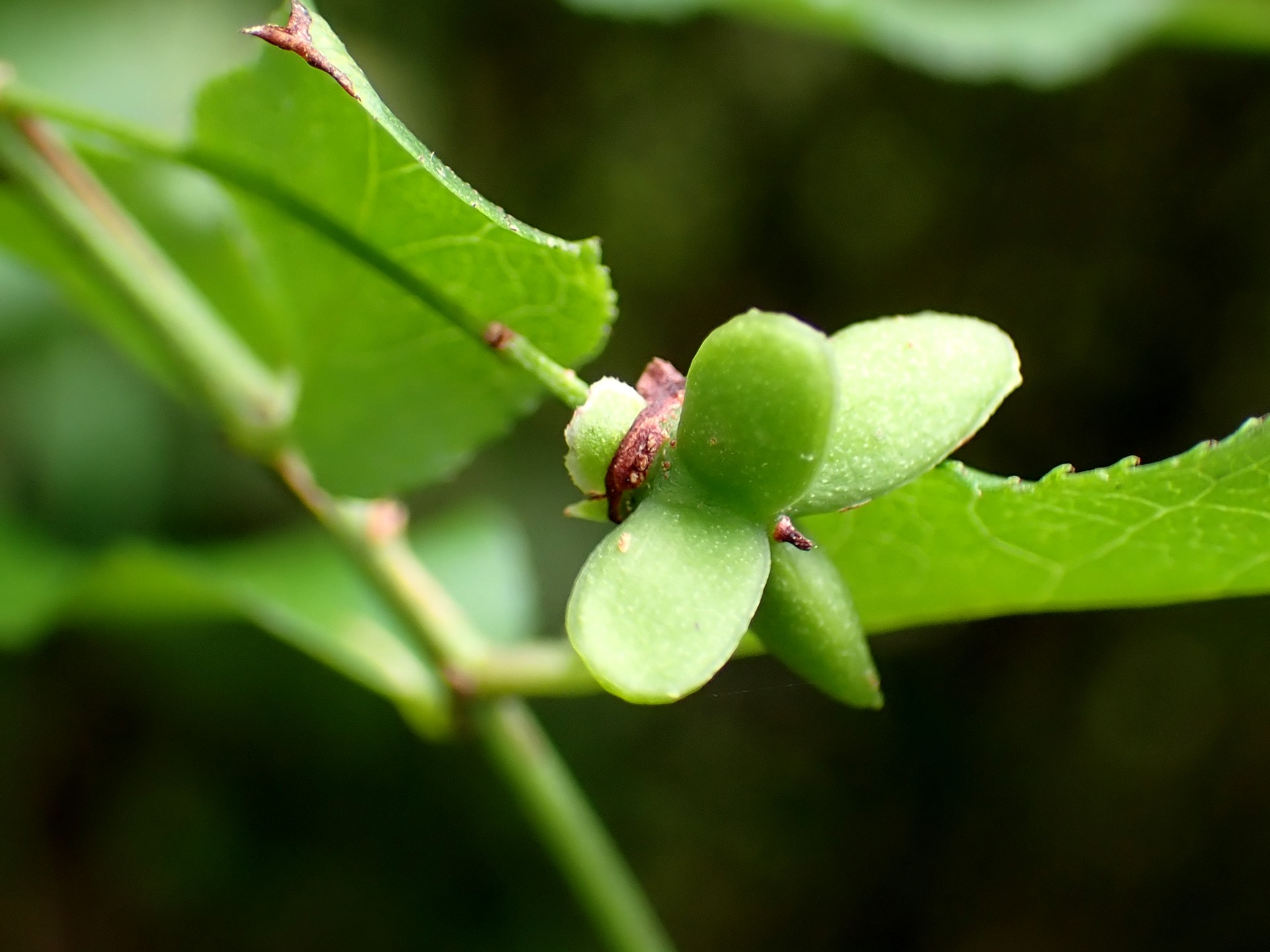 ニシキギ の高画質写真です。横浜市で、2025年8月13日に撮影したものです。