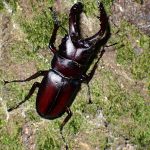 ノコギリクワガタ の高画質写真です。横浜市で、2025年8月07日に撮影したものです。