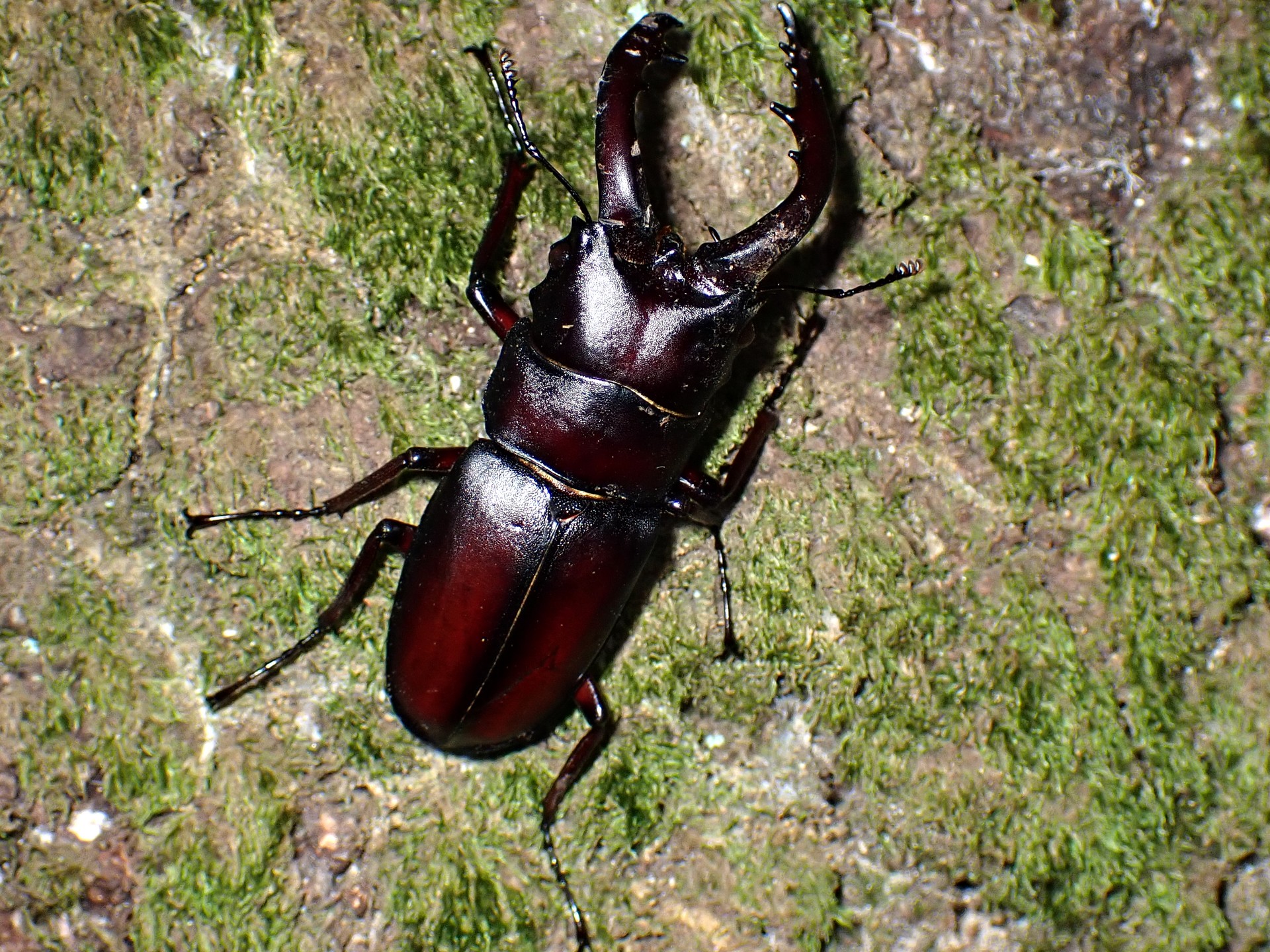 ノコギリクワガタ の高画質写真です。横浜市で、2025年8月07日に撮影したものです。