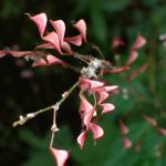 ヌスビトハギ の高画質写真です。横浜市で、2025年8月13日に撮影したものです。