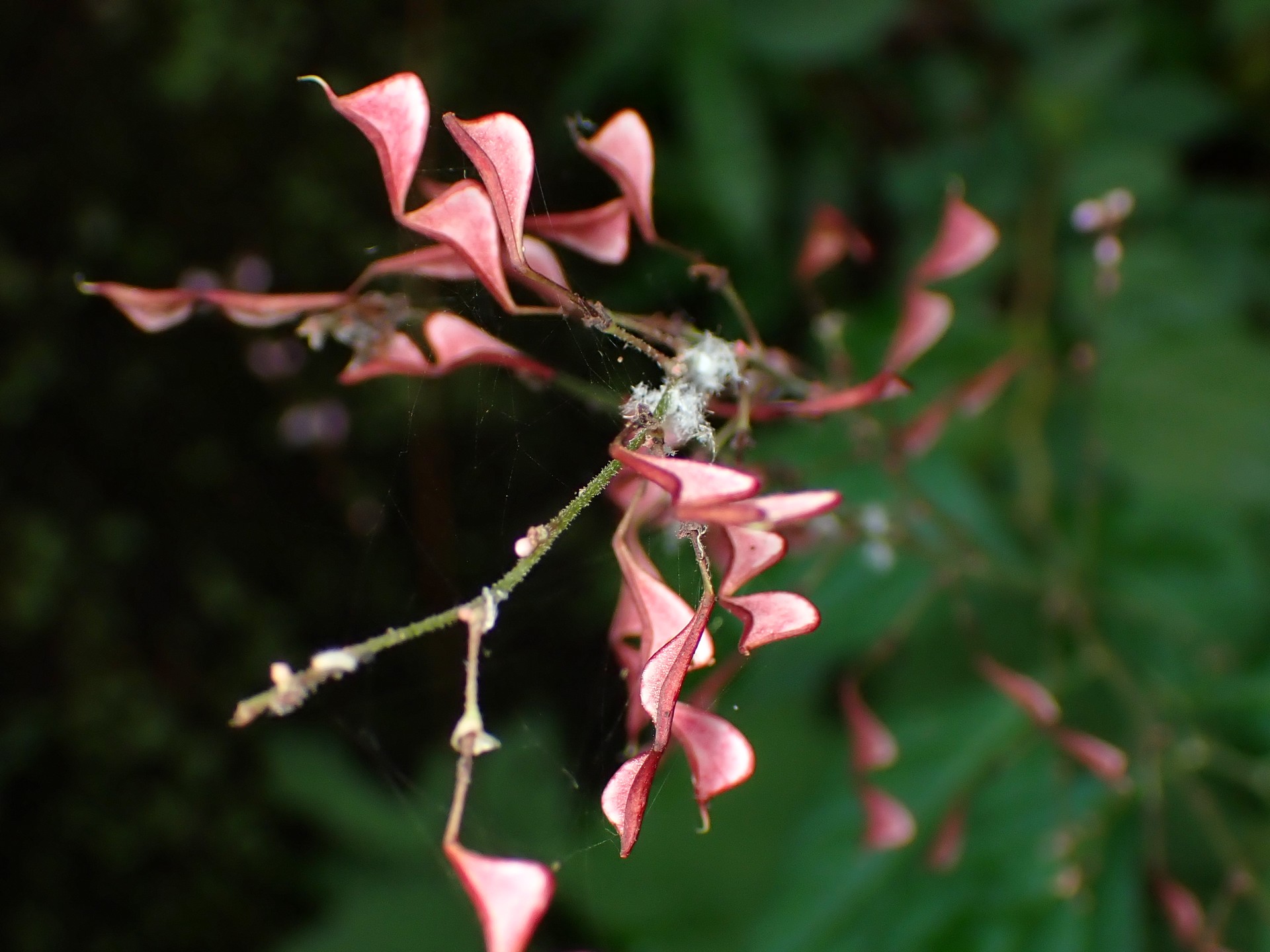 ヌスビトハギ の高画質写真です。横浜市で、2025年8月13日に撮影したものです。