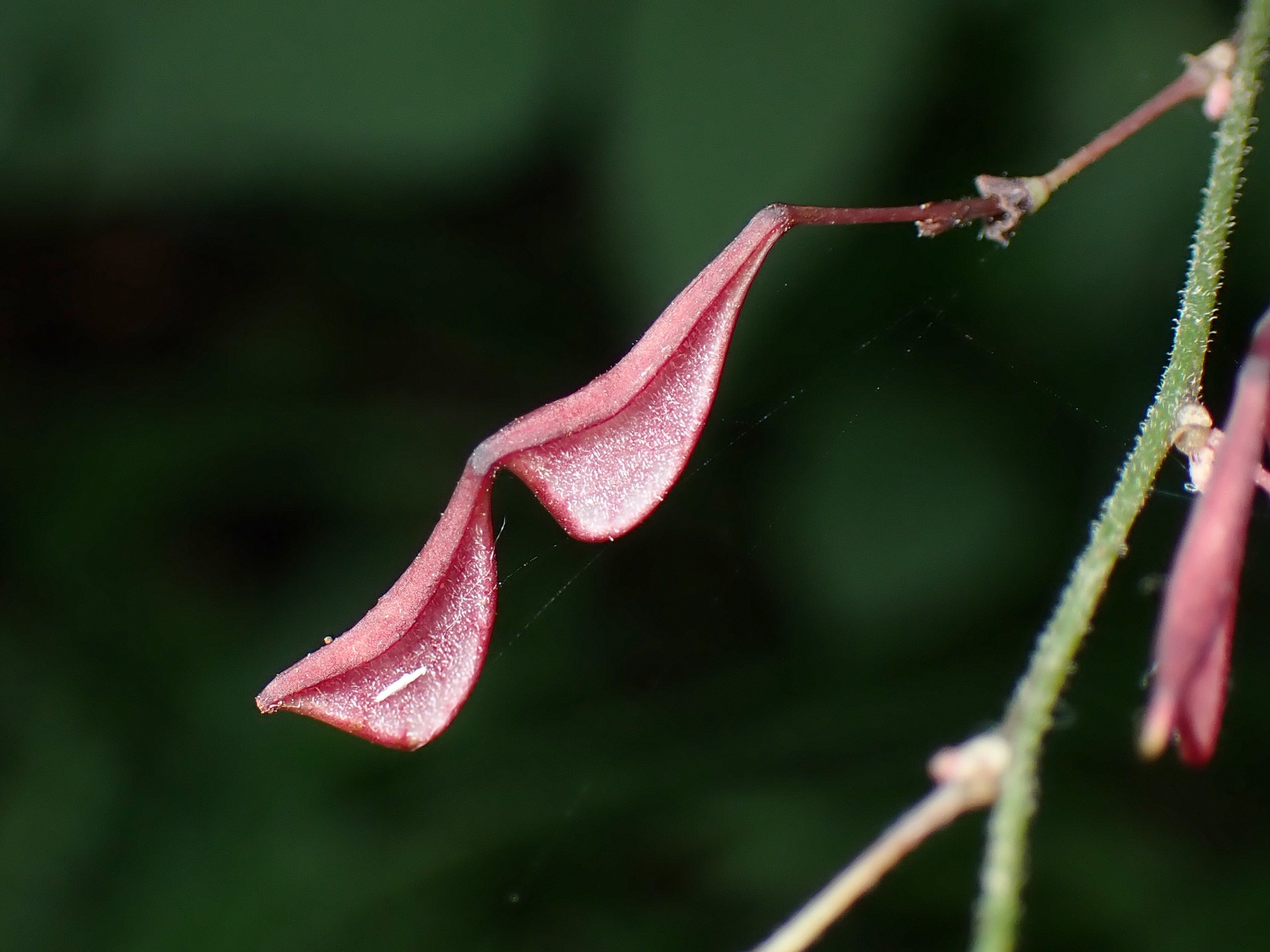 ヌスビトハギ の高画質写真です。横浜市で、2025年8月13日に撮影したものです。