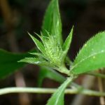 オケラ の高画質写真です。横浜市で、2025年8月02日に撮影したものです。