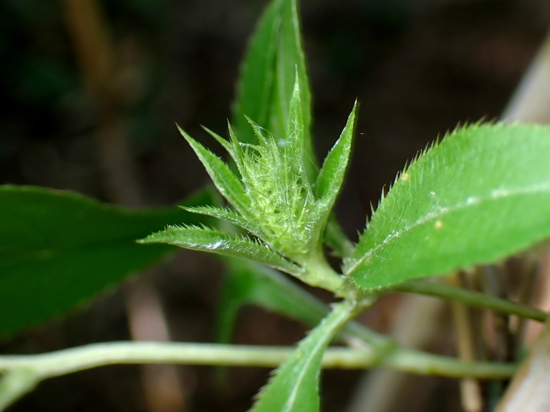 オケラ の高画質写真です。横浜市で、2025年8月02日に撮影したものです。