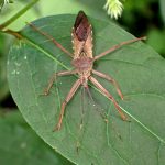 オオトビサシガメ の高画質写真です。横浜市で、2025年8月16日に撮影したものです。