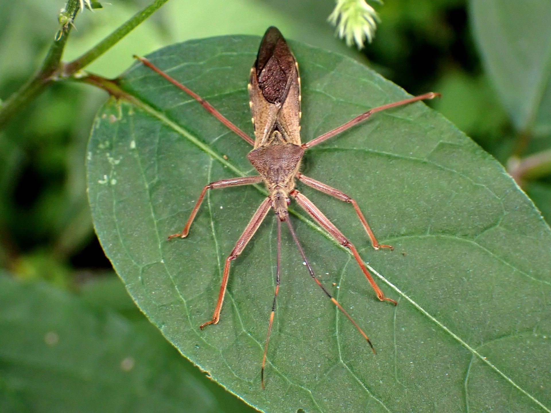 オオトビサシガメ の高画質写真です。横浜市で、2025年8月16日に撮影したものです。