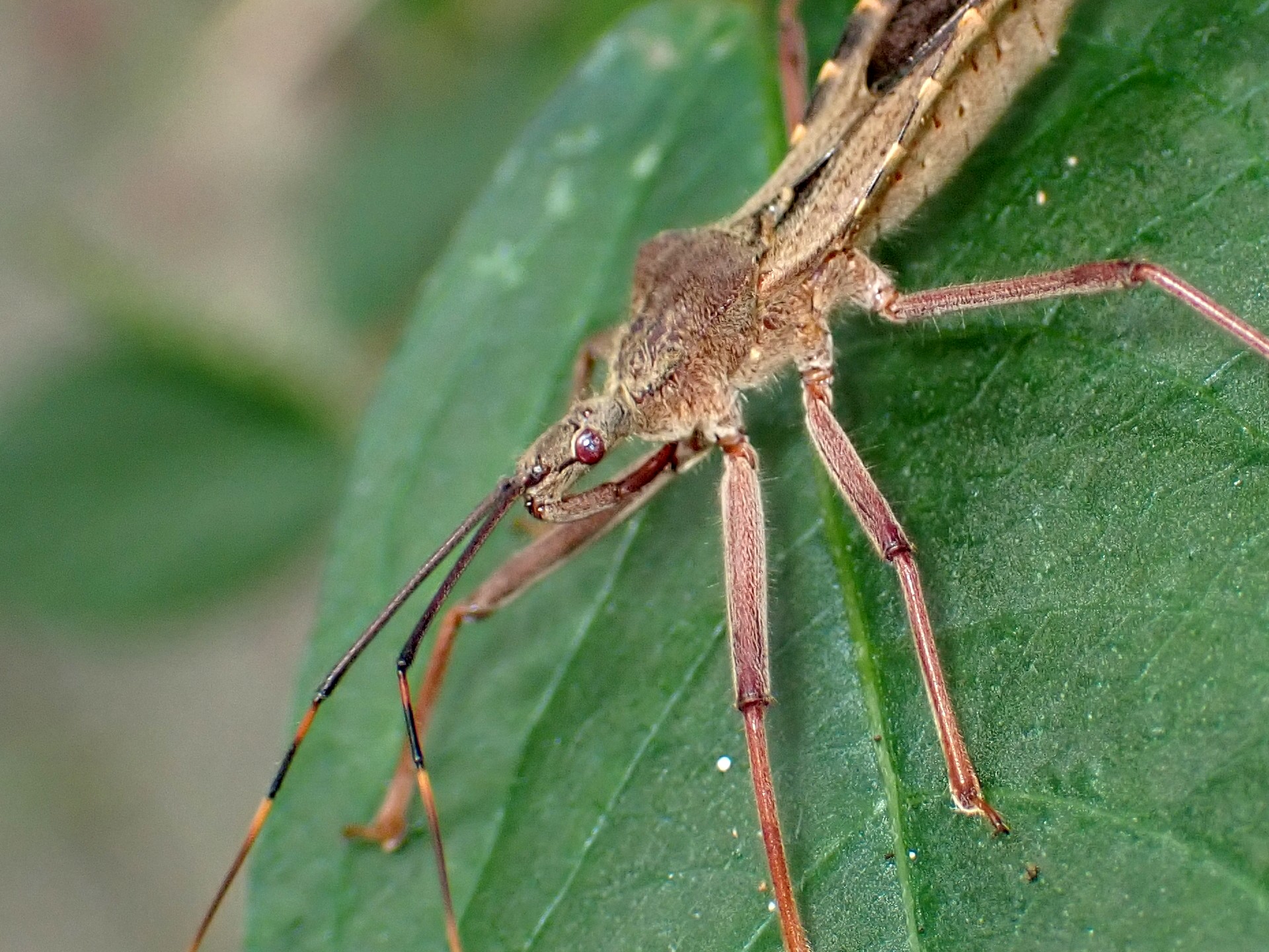 オオトビサシガメ の高画質写真です。横浜市で、2025年8月16日に撮影したものです。