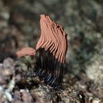 サビムラサキホコリ の高画質写真です。横浜市で、2025年8月04日に撮影したものです。