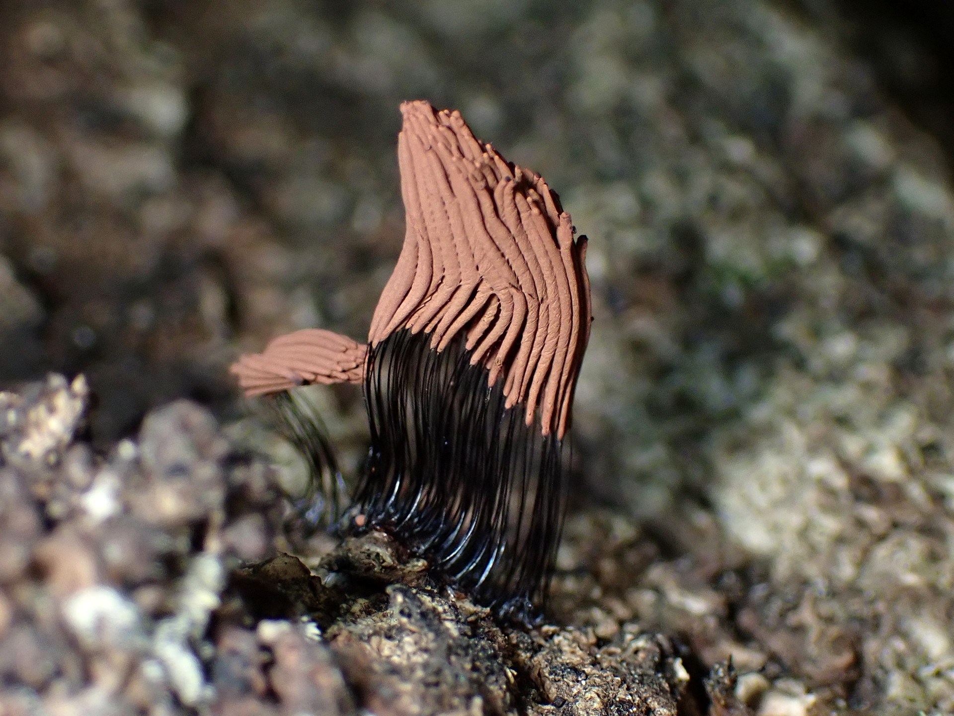 サビムラサキホコリ の高画質写真です。横浜市で、2025年8月04日に撮影したものです。