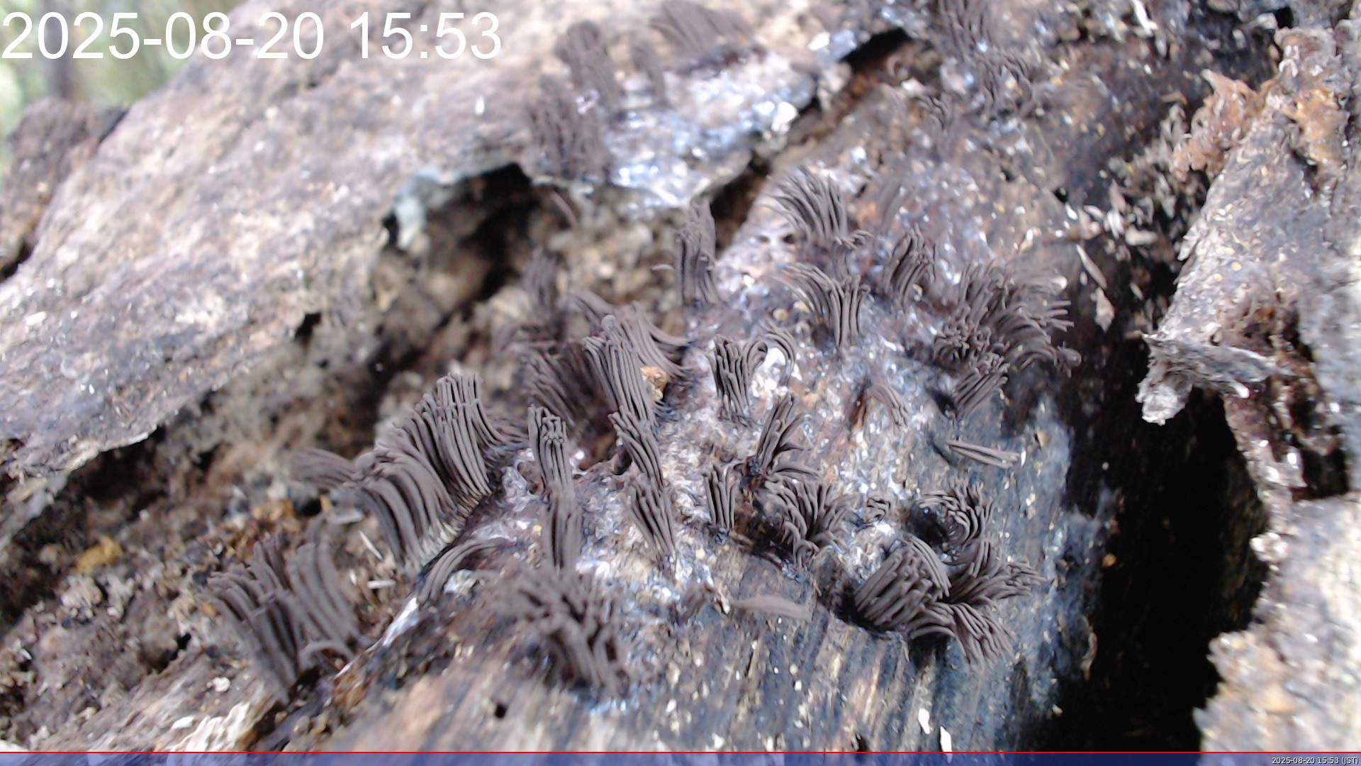 サビムラサキホコリ の高画質写真です。横浜市で、2025年8月20日に撮影したものです。