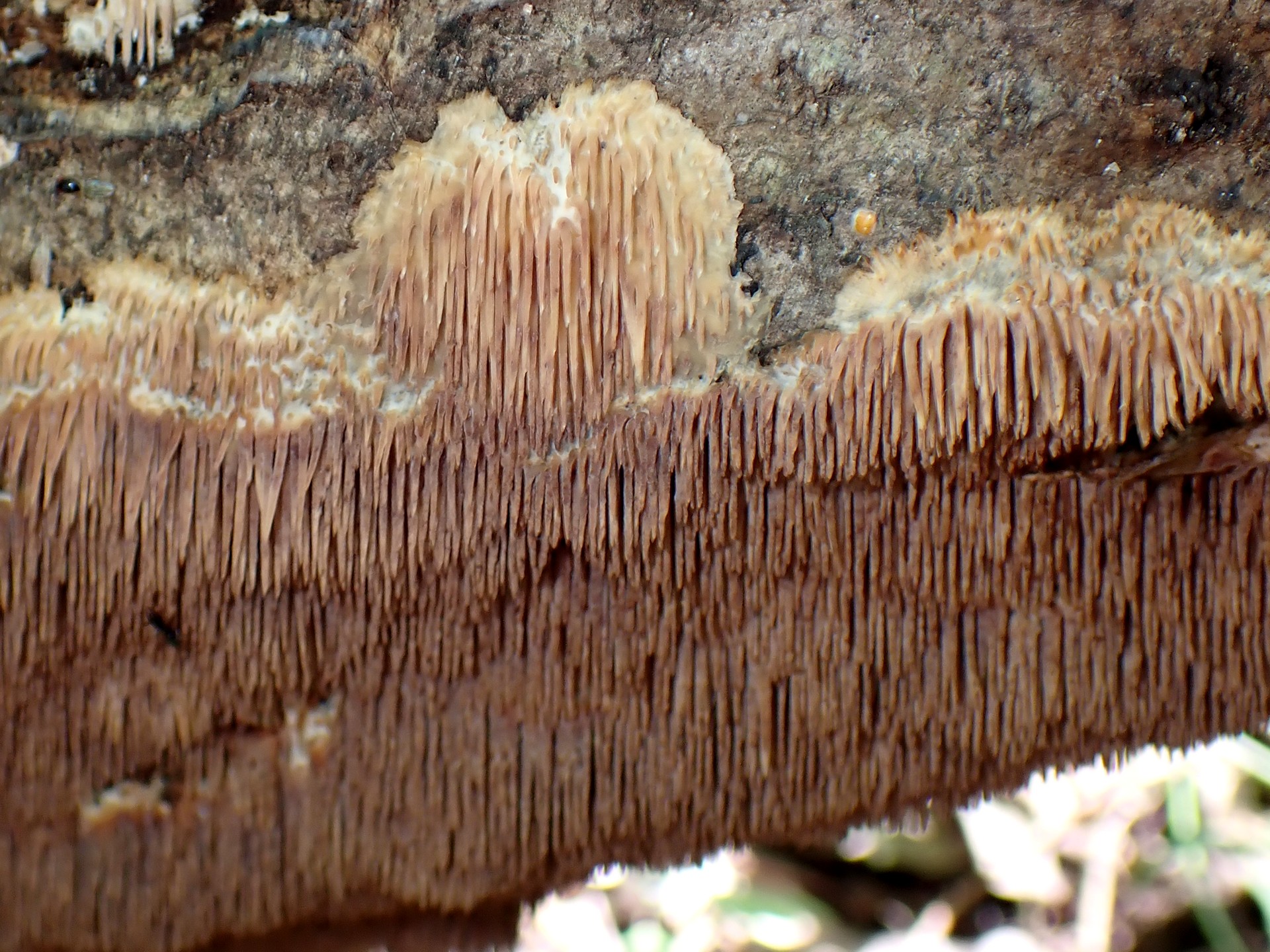 サガリハリタケ の高画質写真です。横浜市で、2025年8月02日に撮影したものです。
