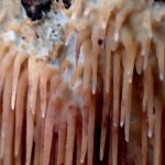 サガリハリタケ の高画質写真です。横浜市で、2025年8月02日に撮影したものです。