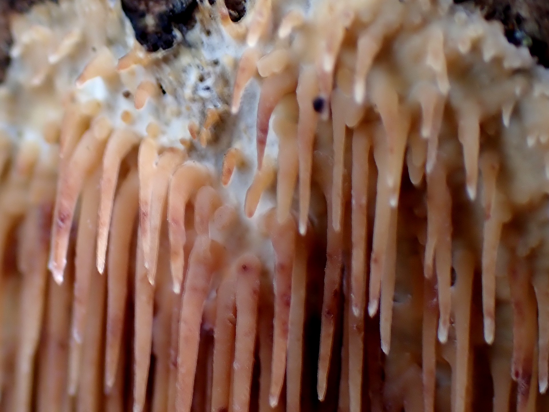 サガリハリタケ の高画質写真です。横浜市で、2025年8月02日に撮影したものです。