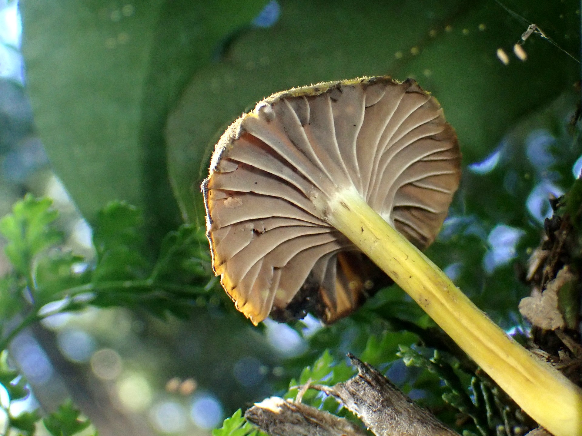 サカヅキホウライタケの仲間 の高画質写真です。横浜市で、2025年8月29日に撮影したものです。