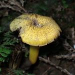 サカヅキホウライタケの仲間 の高画質写真です。横浜市で、2025年8月29日に撮影したものです。