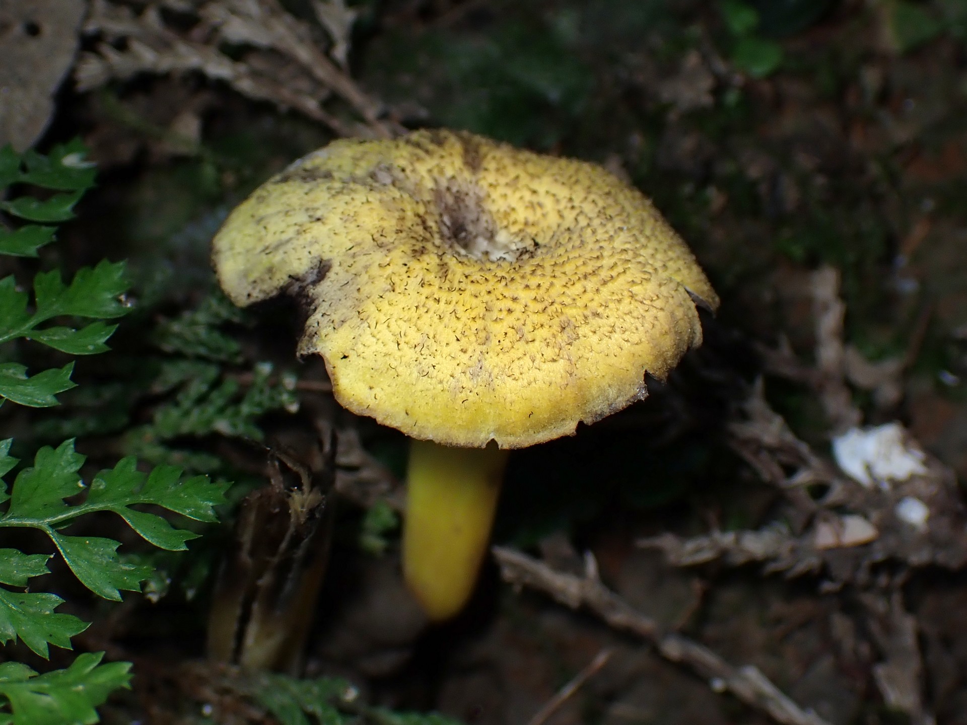 サカヅキホウライタケの仲間 の高画質写真です。横浜市で、2025年8月29日に撮影したものです。