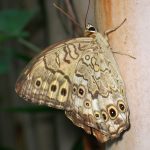 サトキマダラヒカゲ の高画質写真です。横浜市で、2025年8月17日に撮影したものです。