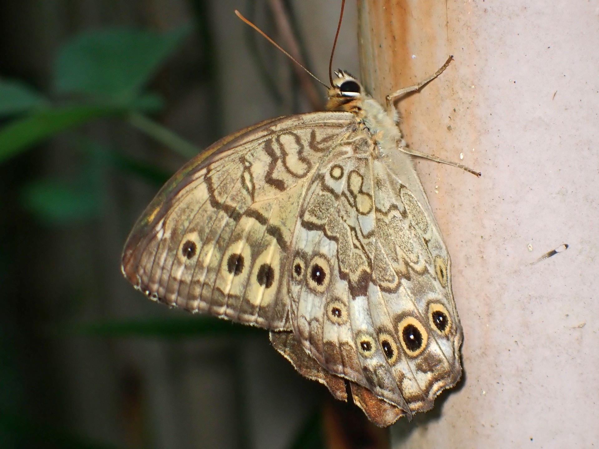 サトキマダラヒカゲ の高画質写真です。横浜市で、2025年8月17日に撮影したものです。