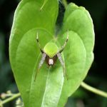 サツマノミダマシ の高画質写真です。横浜市で、2025年8月13日に撮影したものです。