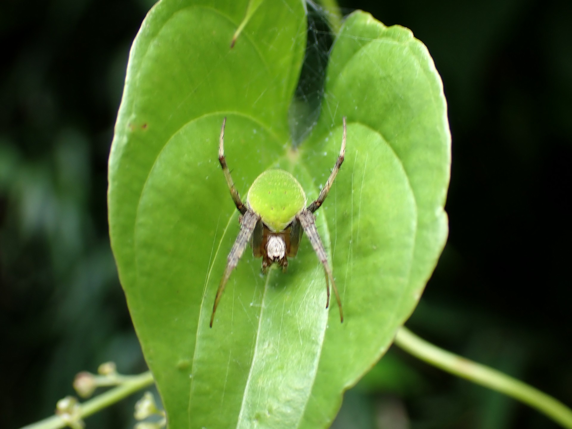 サツマノミダマシ の高画質写真です。横浜市で、2025年8月13日に撮影したものです。