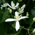 センニンソウ の高画質写真です。横浜市で、2025年8月29日に撮影したものです。