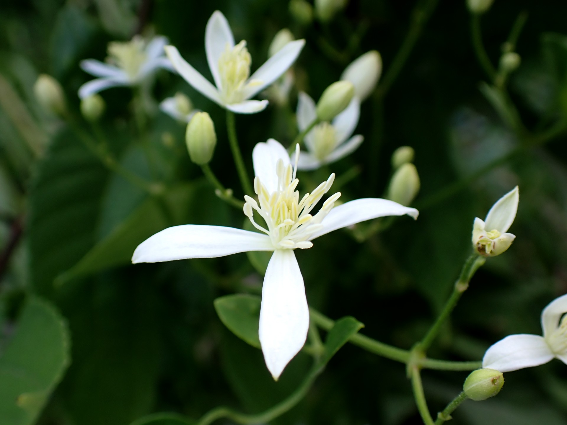 センニンソウ の高画質写真です。横浜市で、2025年8月29日に撮影したものです。