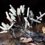 シロウツボホコリ の高画質写真です。横浜市で、2025年8月13日に撮影したものです。