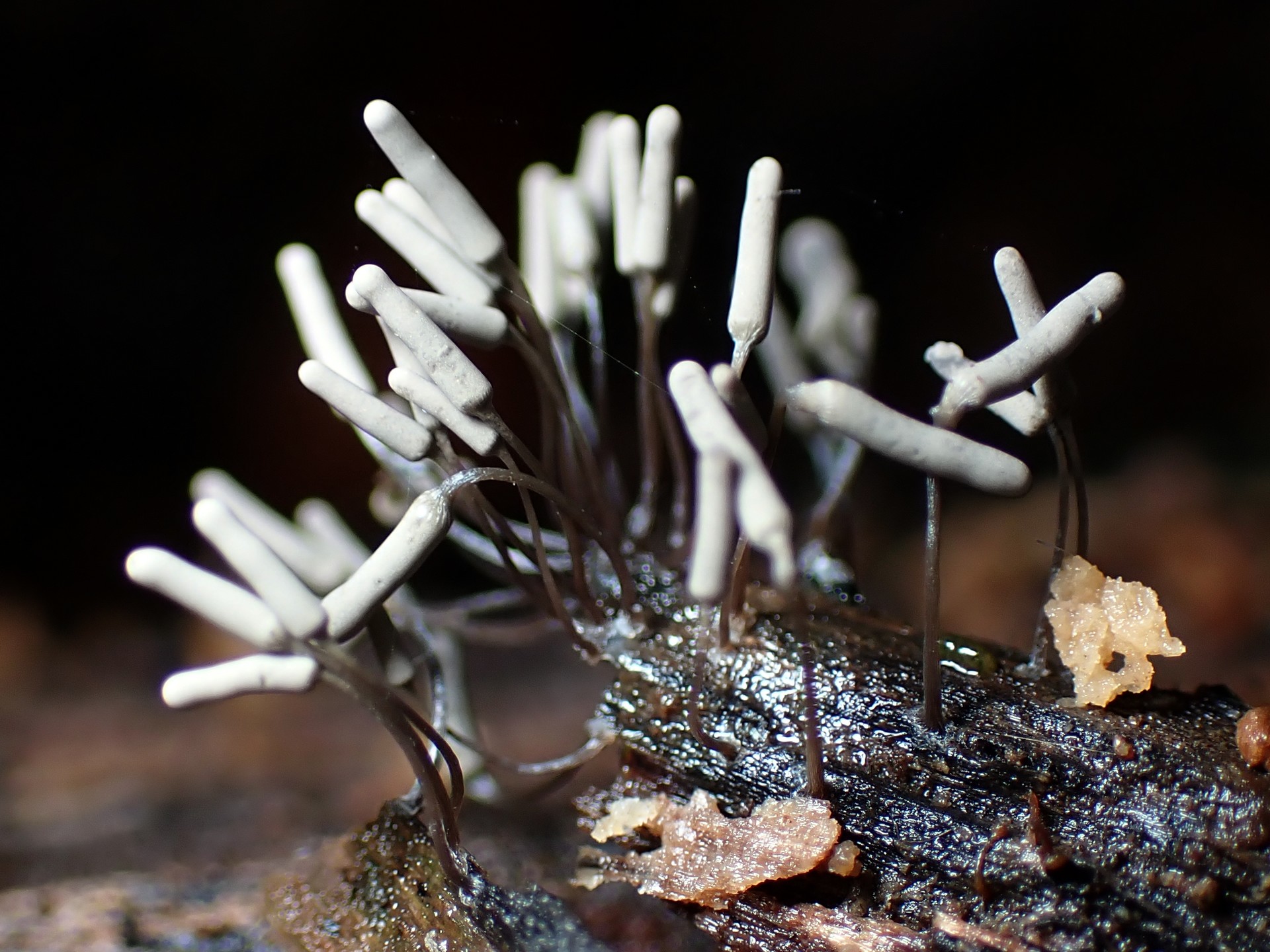 シロウツボホコリ の高画質写真です。横浜市で、2025年8月13日に撮影したものです。
