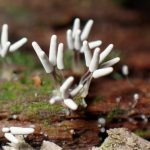 シロウツボホコリ の高画質写真です。横浜市で、2025年8月23日に撮影したものです。