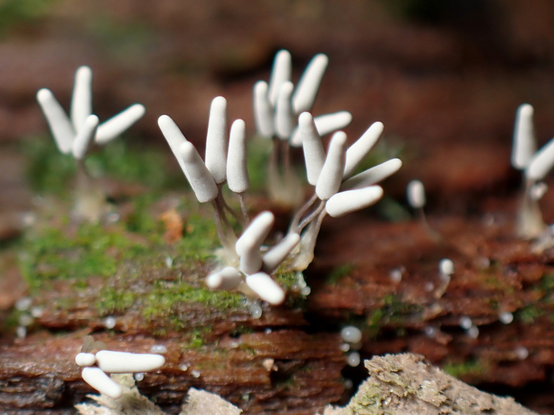シロウツボホコリ の高画質写真です。横浜市で、2025年8月23日に撮影したものです。
