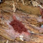 タレウツボホコリ の高画質写真です。横浜市で、2025年8月27日に撮影したものです。