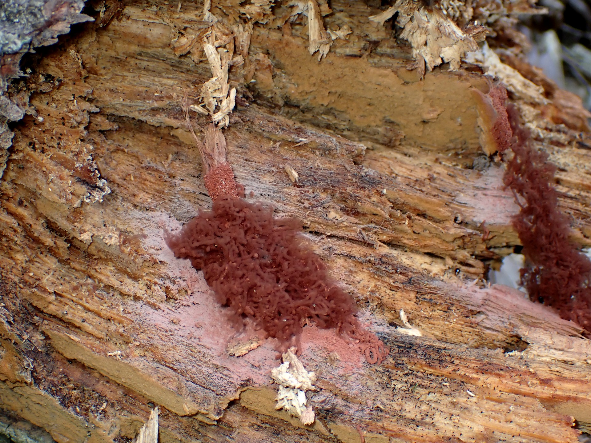 タレウツボホコリ の高画質写真です。横浜市で、2025年8月27日に撮影したものです。