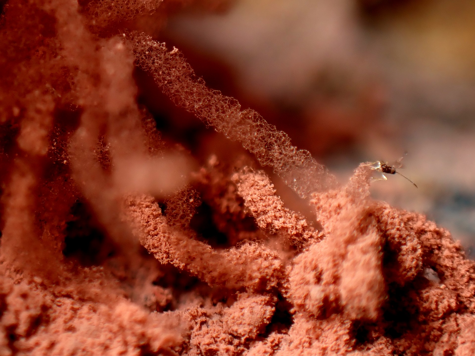 タレウツボホコリ の高画質写真です。横浜市で、2025年8月27日に撮影したものです。