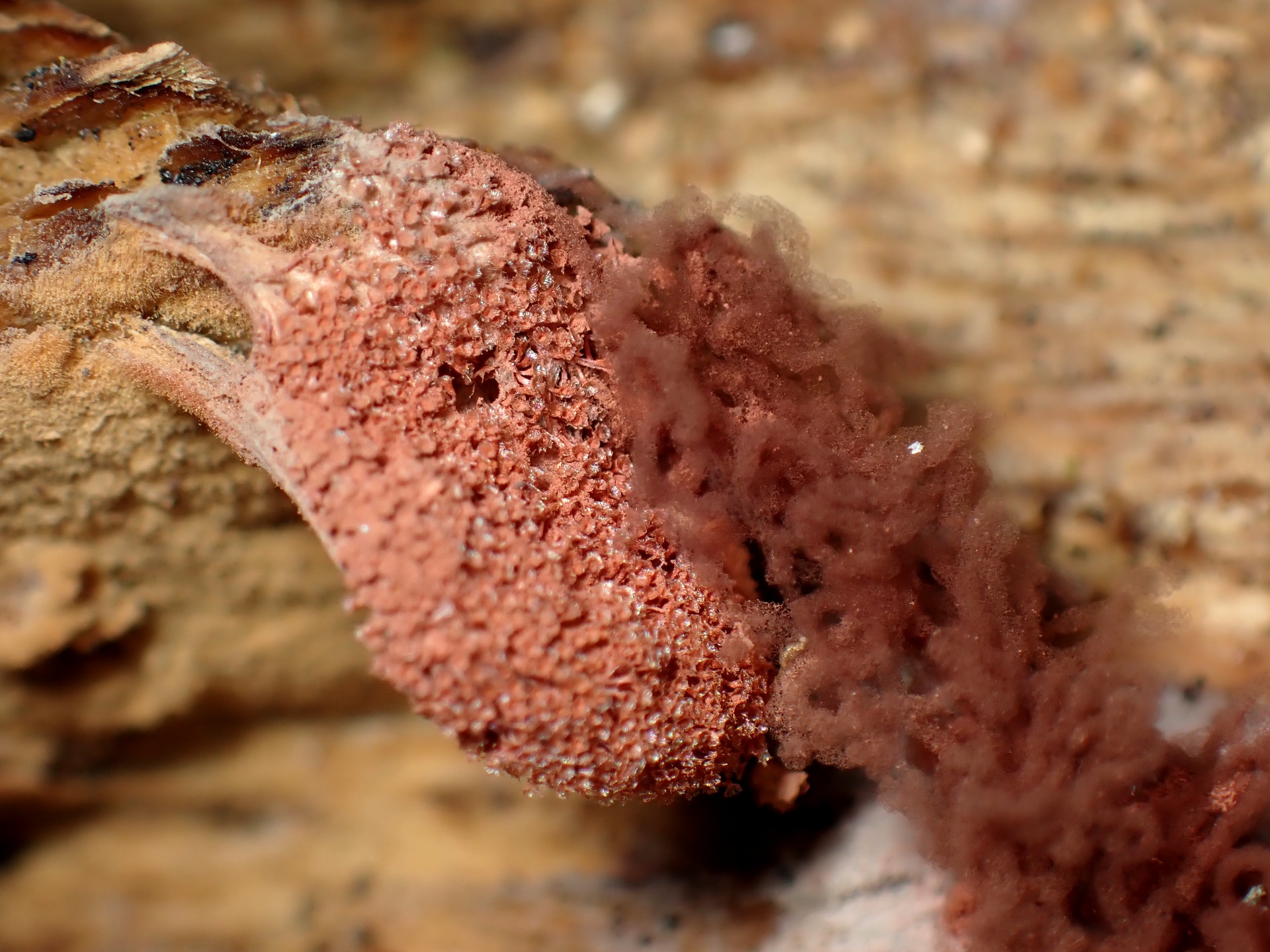 タレウツボホコリ の高画質写真です。横浜市で、2025年8月27日に撮影したものです。