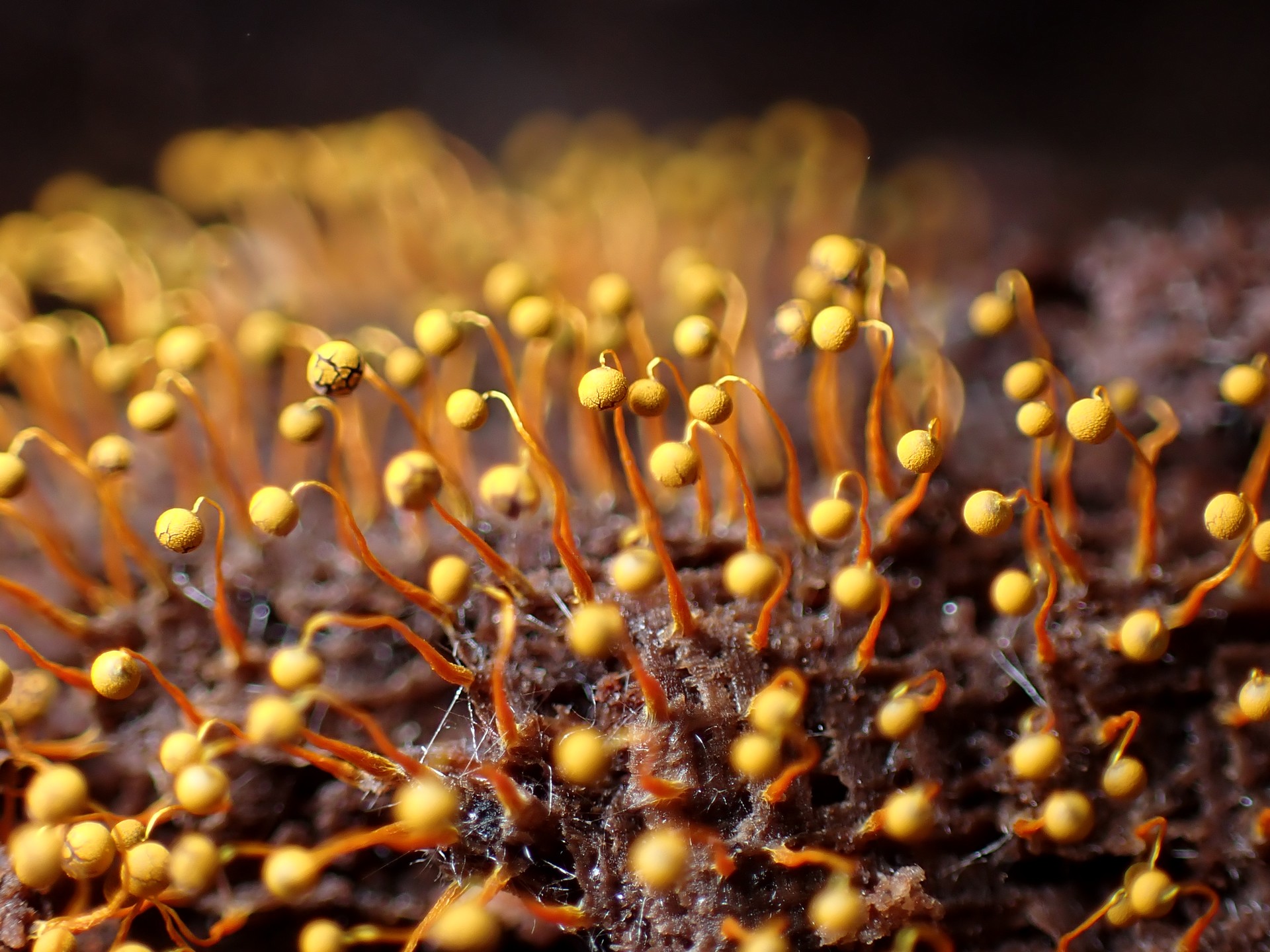 ツキヌキモジホコリ の高画質写真です。横浜市で、2025年8月17日に撮影したものです。