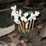 ツクツクボウシタケ の高画質写真です。横浜市で、2025年8月16日に撮影したものです。