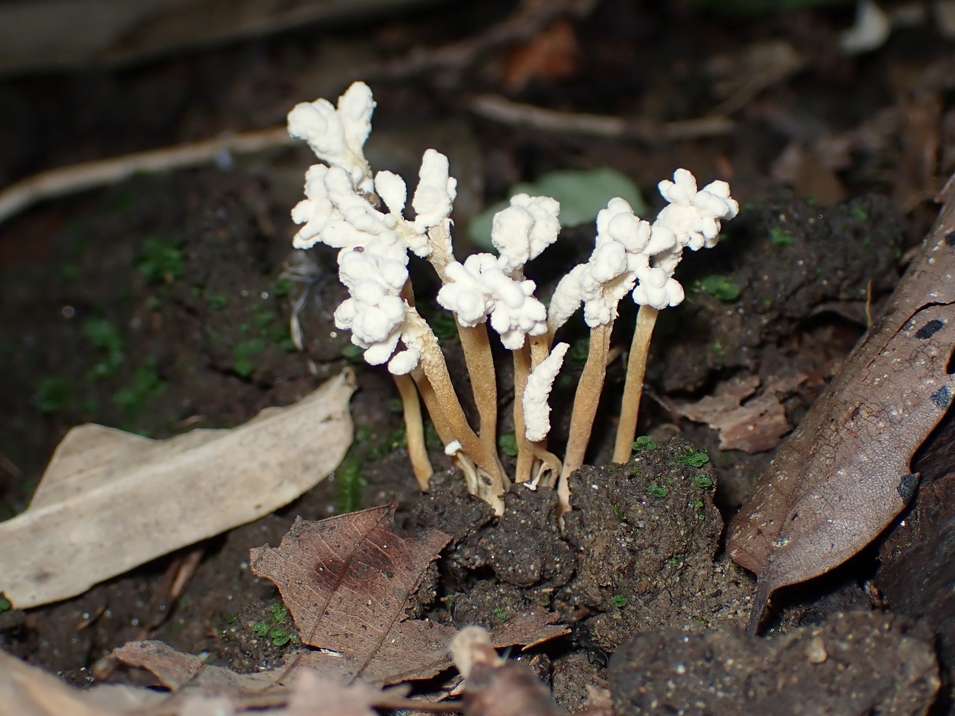 ツクツクボウシタケ の高画質写真です。横浜市で、2025年8月16日に撮影したものです。