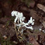 ツクツクボウシタケ の高画質写真です。横浜市で、2025年8月27日に撮影したものです。