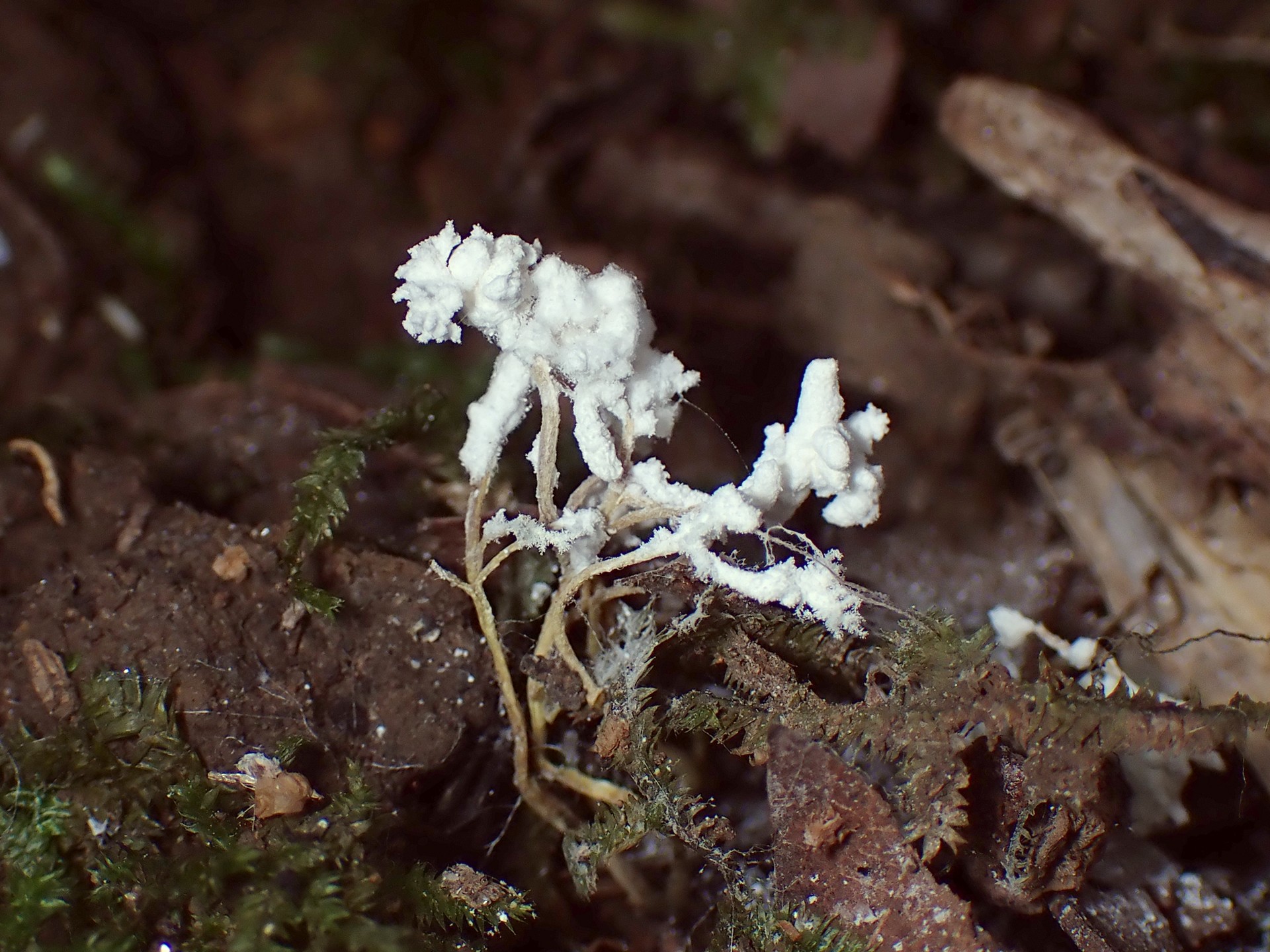 ツクツクボウシタケ の高画質写真です。横浜市で、2025年8月27日に撮影したものです。
