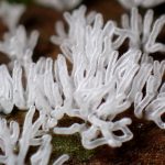 ツノホコリ の高画質写真です。横浜市で、2025年8月13日に撮影したものです。