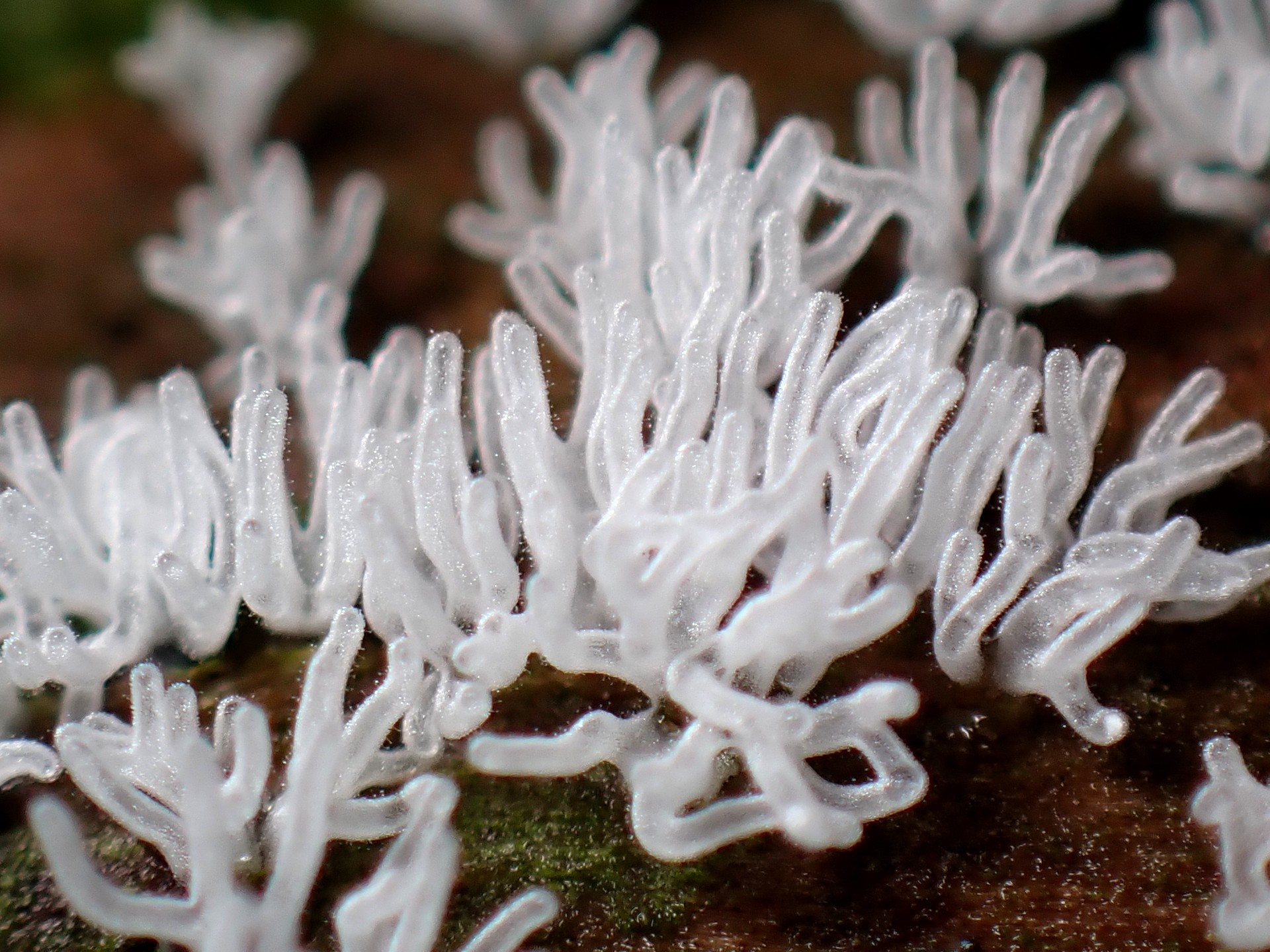 ツノホコリ の高画質写真です。横浜市で、2025年8月13日に撮影したものです。